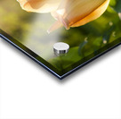 Glorious Day Acrylic print