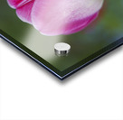 Barbie Pink Acrylic print