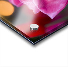 Three Amigos Acrylic print