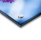 Pink and Blue Acrylic print