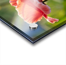 Pretty Poppy Acrylic print