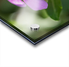 Pink Periwinkle Acrylic print