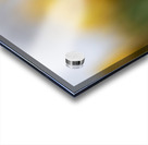 Yellow Radiance Acrylic print