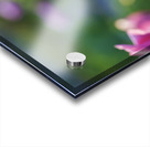 Peace Lady Acrylic print