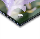 Breeze Blooms Acrylic print