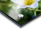 Easter Lily Acrylic print