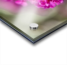 Orange Eye Acrylic print