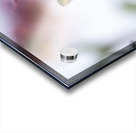 Delicacy Acrylic print