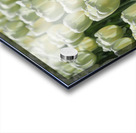 Field Of White Tulips Acrylic print