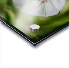 Little Glass Acrylic print