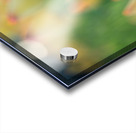 Pretty Field Acrylic print