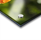 Darling Acrylic print