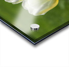 Yellow and White Acrylic print