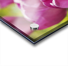 Follow the Leader Acrylic print