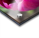 Pretty Pink Acrylic print