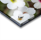 Colorful Dots Acrylic print