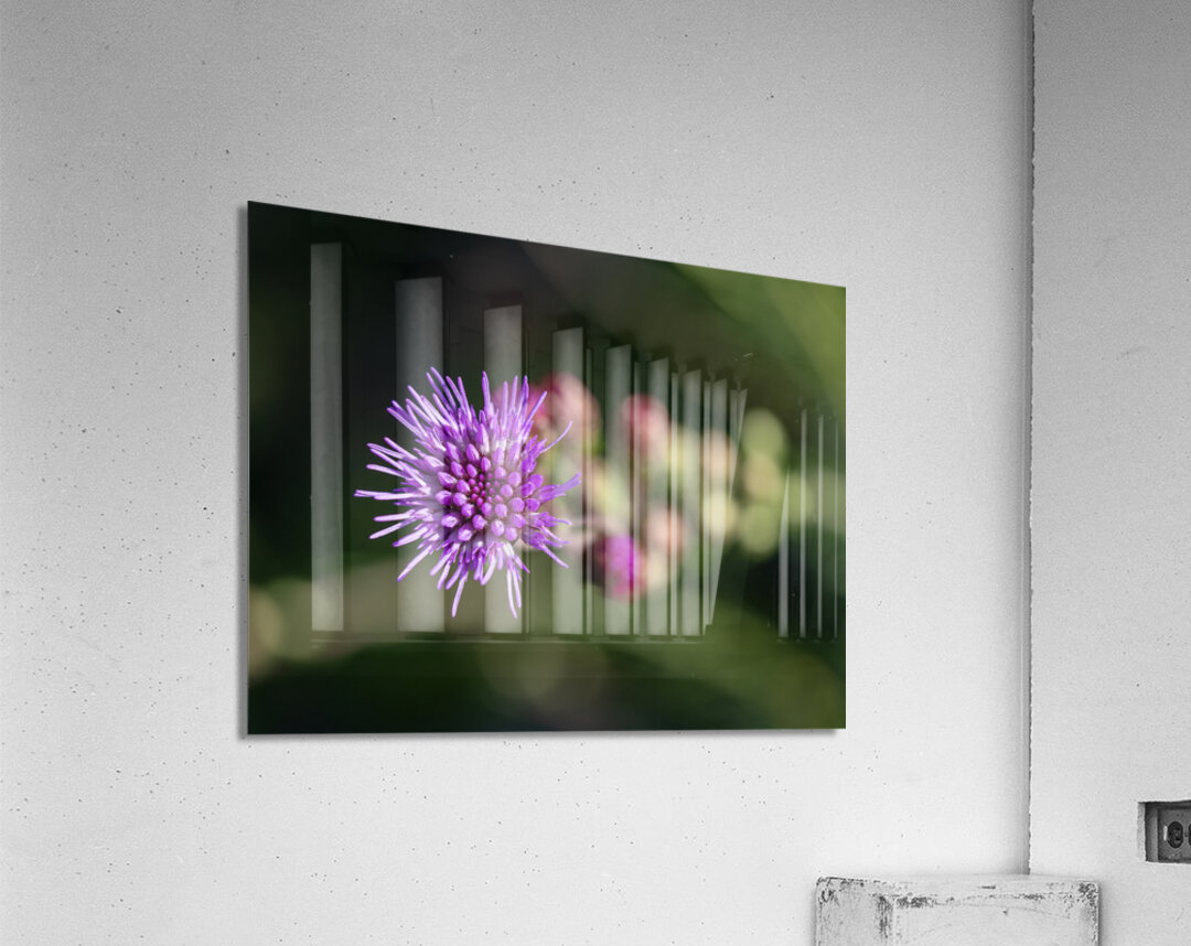 Blazing Star Acrylic Print