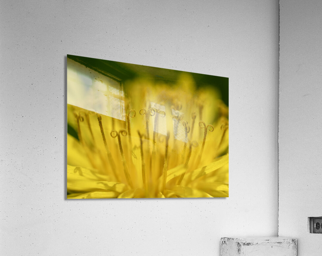 Dandelion Acrylic Print