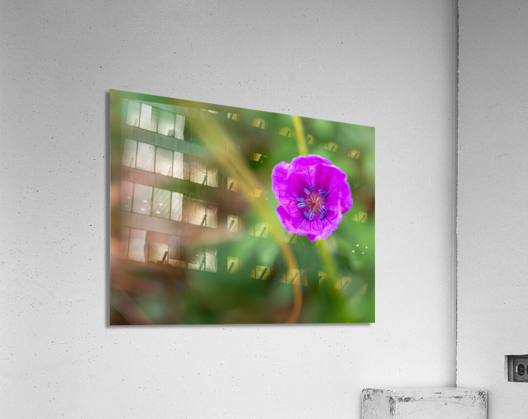 Geranium Closeup Acrylic Print