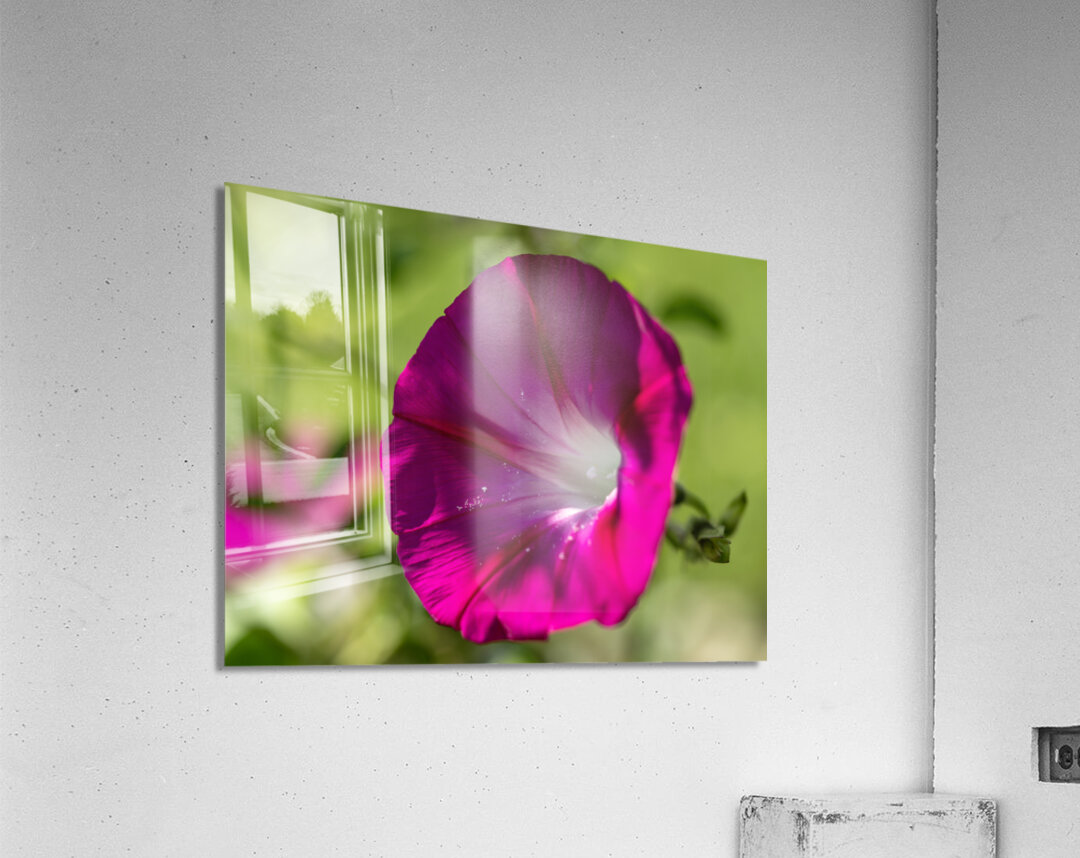 Pretty Trumpet Acrylic Print