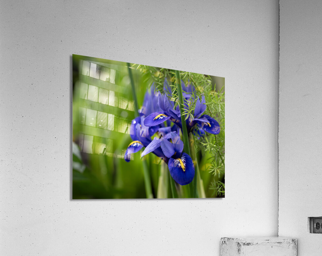 Velvet Blues Acrylic Print