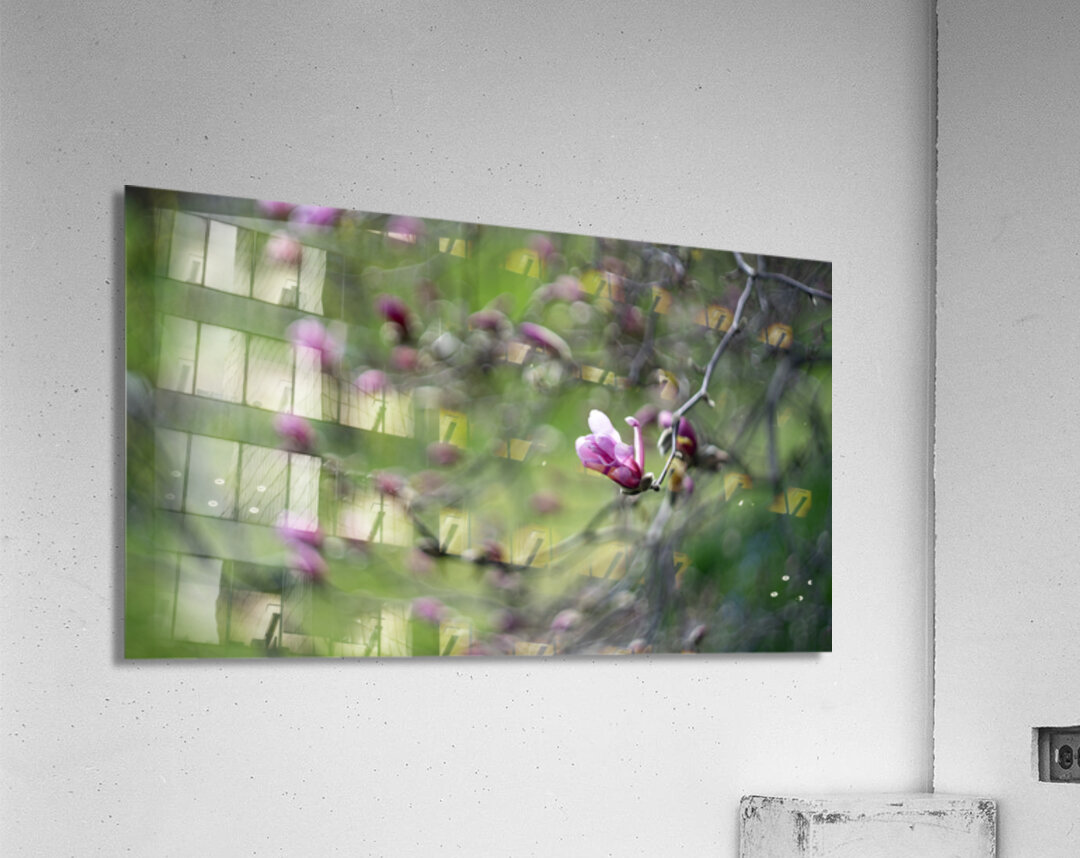 Roseate Whispers Acrylic Print