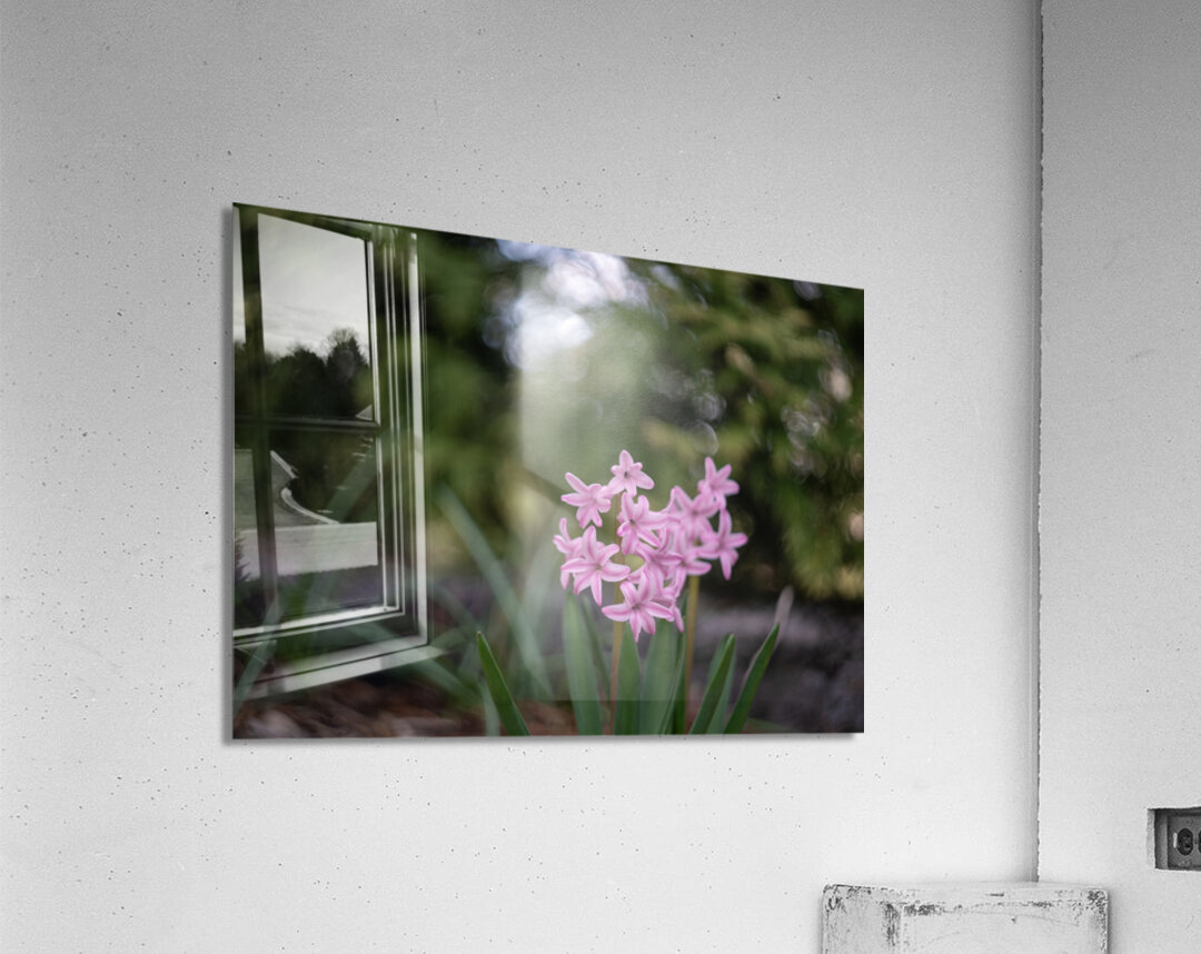 Pink Bliss Acrylic Print