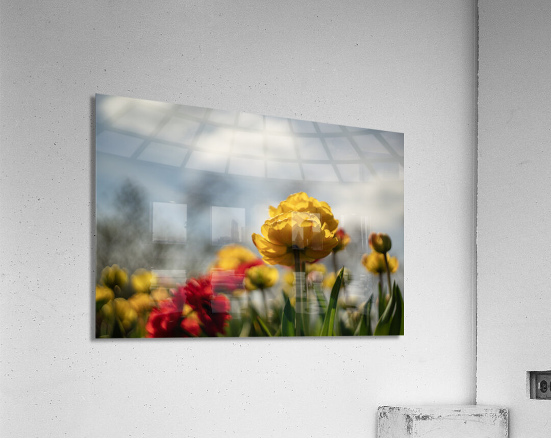 Regal Reverie Acrylic Print