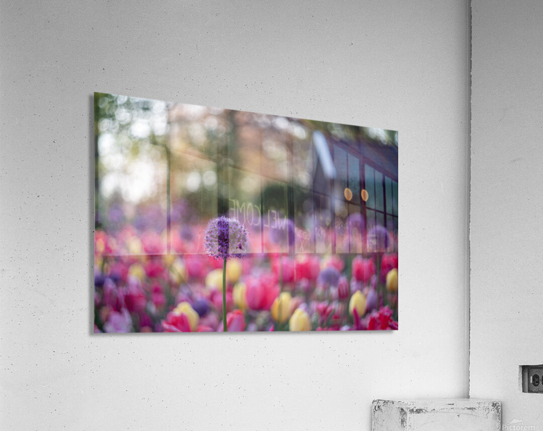  SBP5487 Acrylic Print