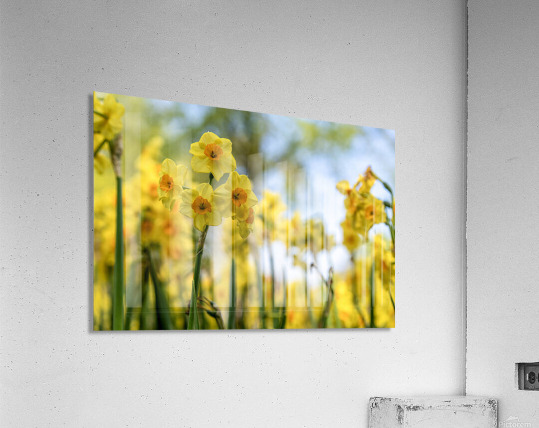  SBP6404 Acrylic Print