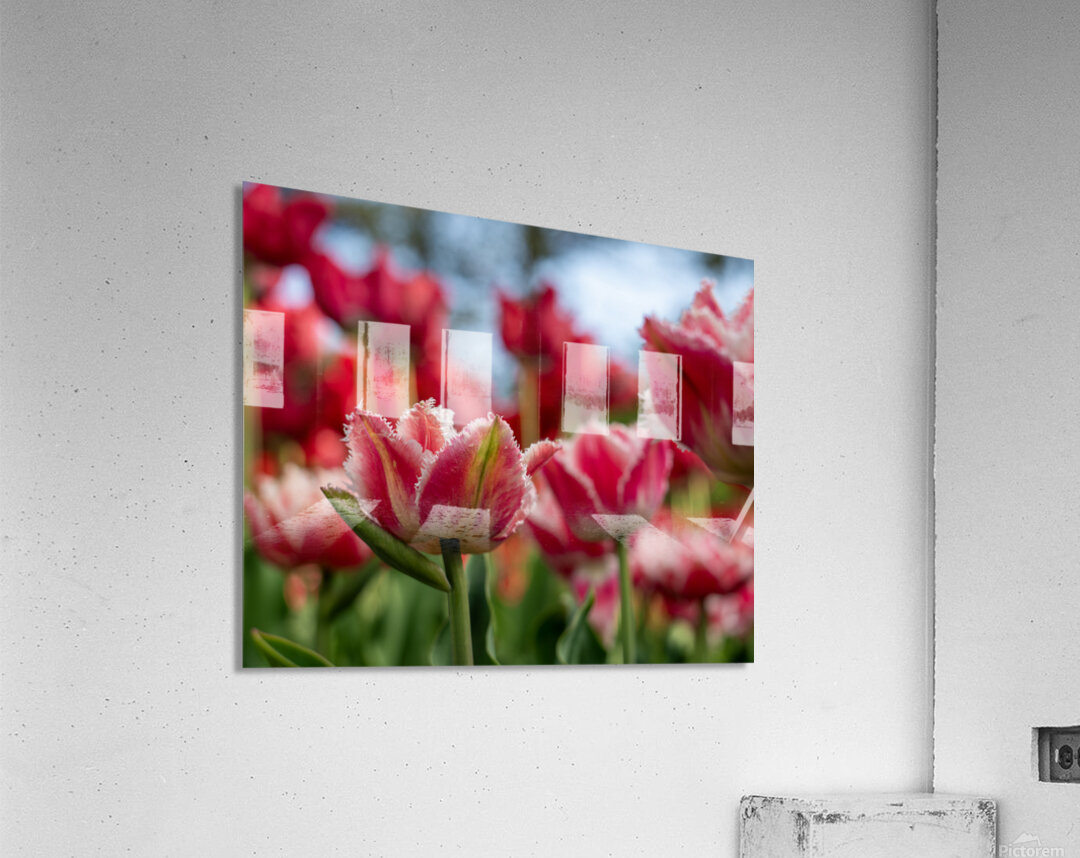  SBP7969 Acrylic Print