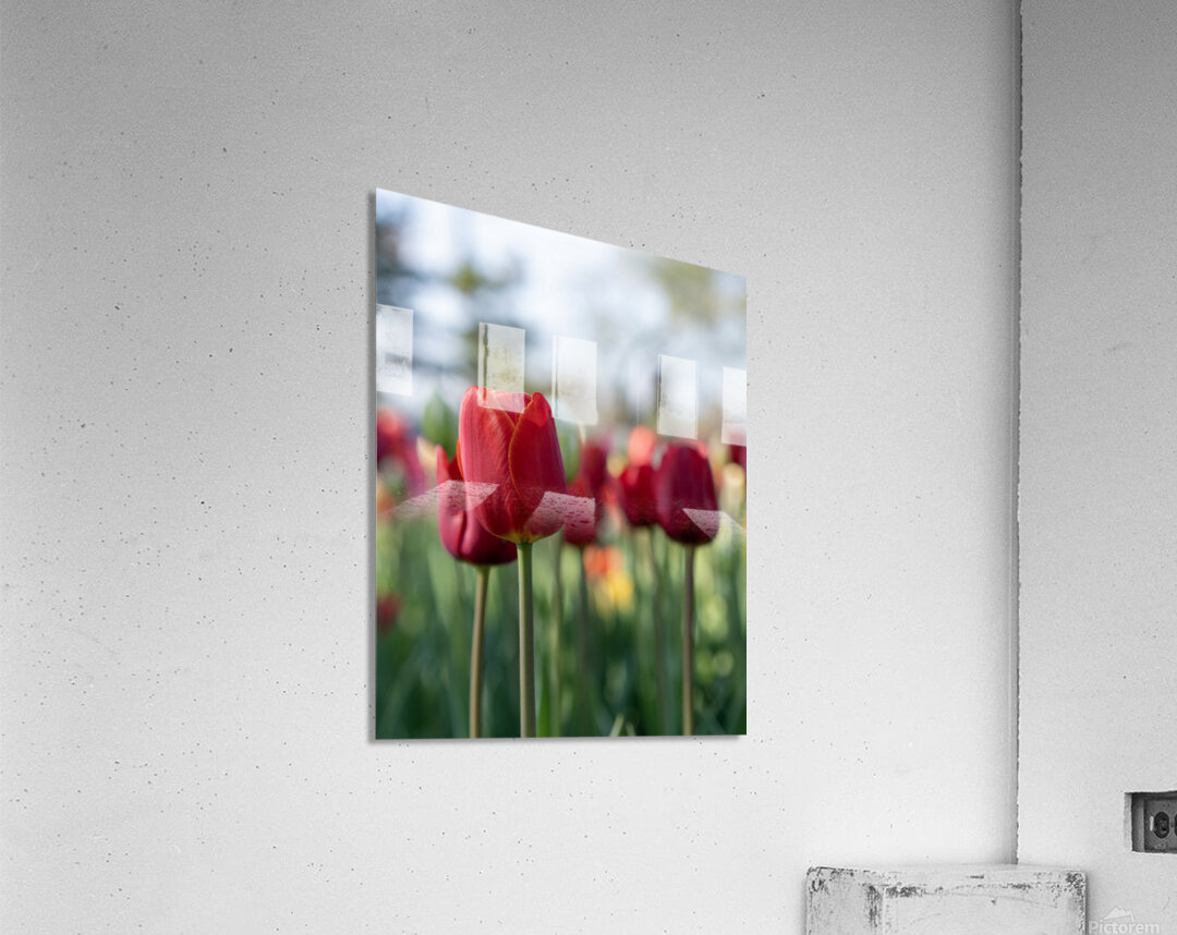  SBP7694 Acrylic Print