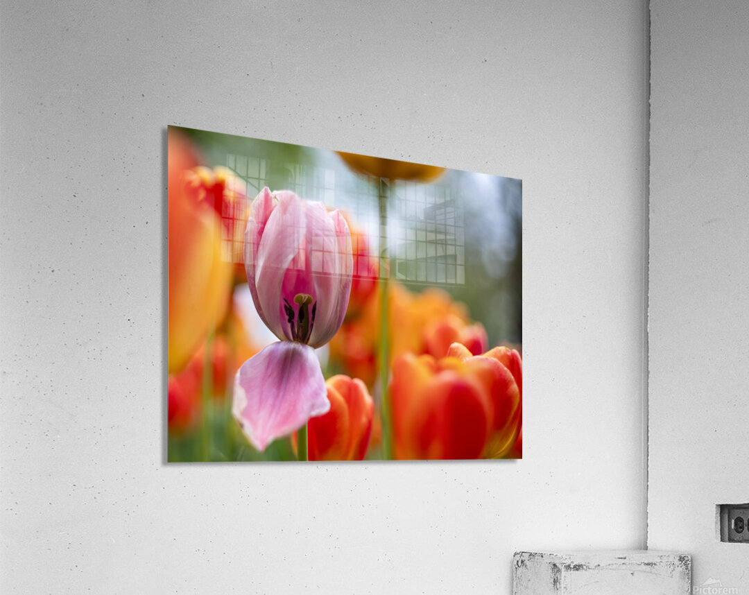 SBP5727 Acrylic Print