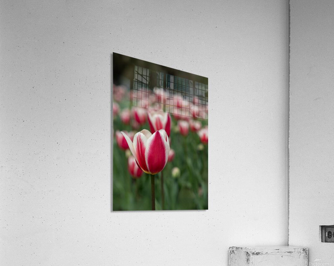 SBP6643 Acrylic Print