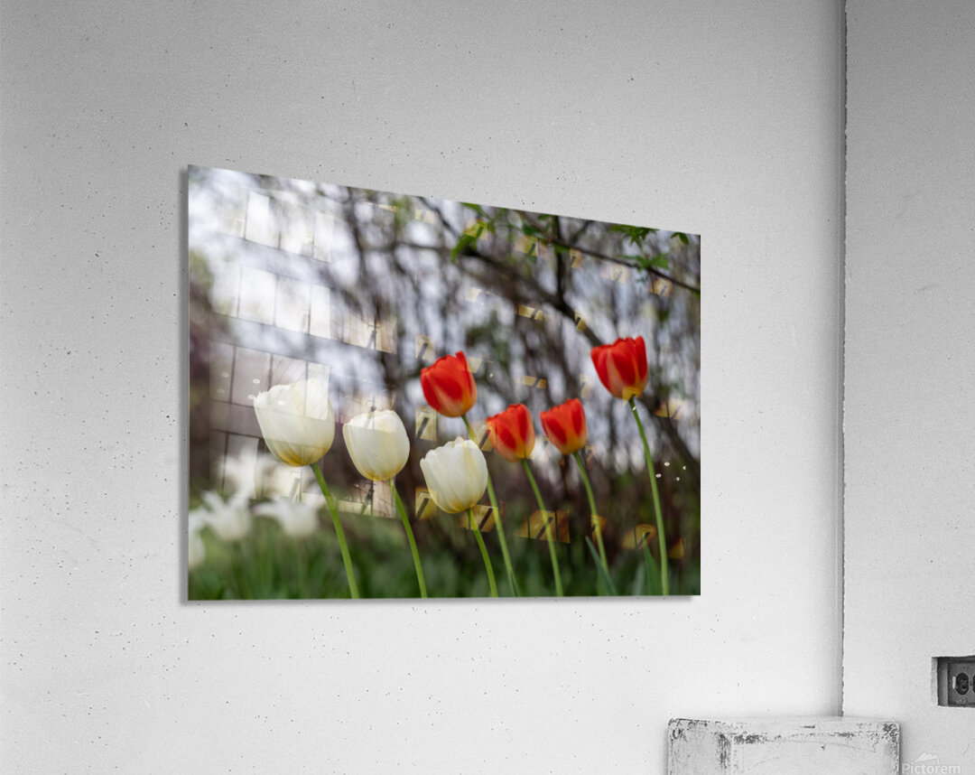 SBP8417 Acrylic Print