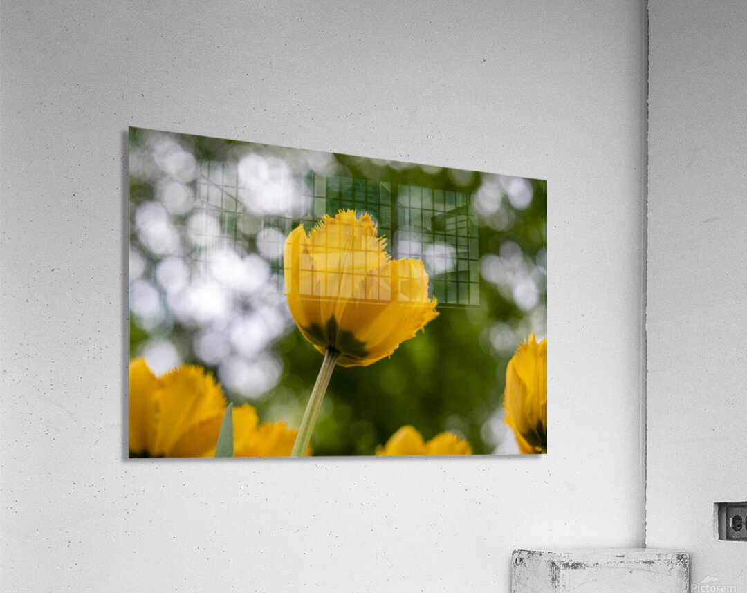 SBP5699 Acrylic Print