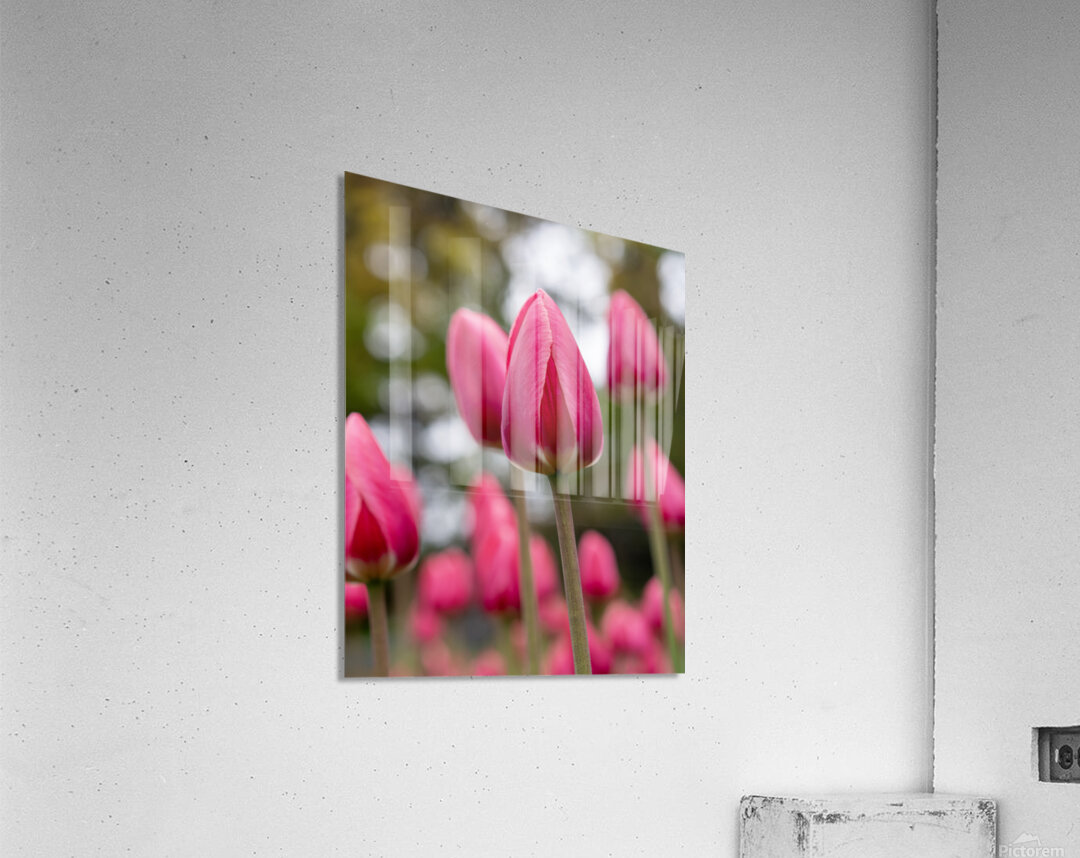 SBP6658 Acrylic Print