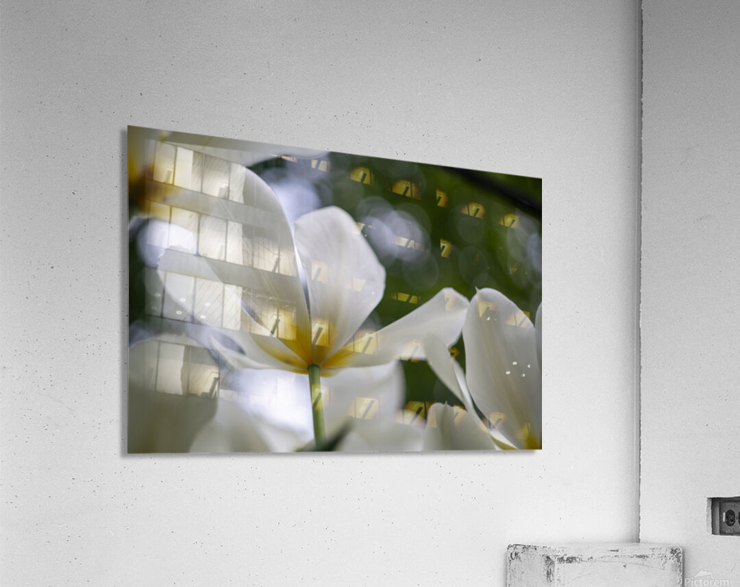 SBP5705 Acrylic Print