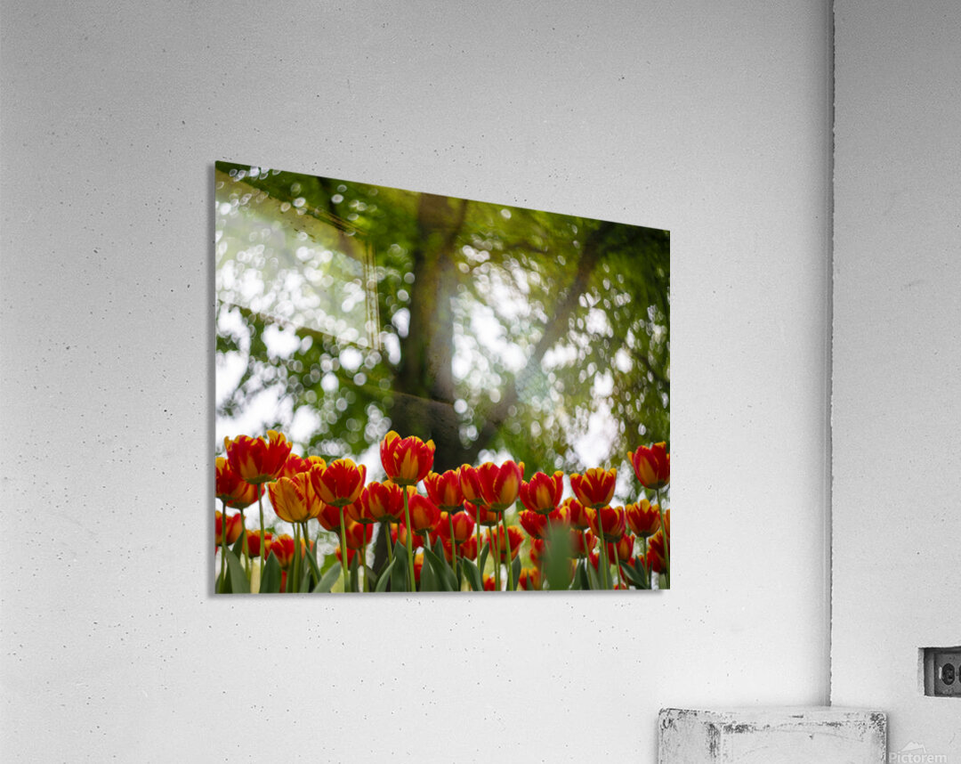 SBP5710 Acrylic Print