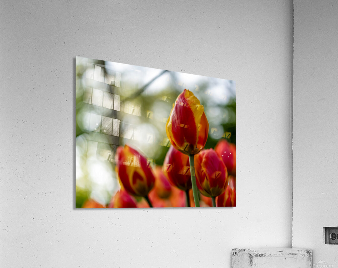 SBP6235 Acrylic Print