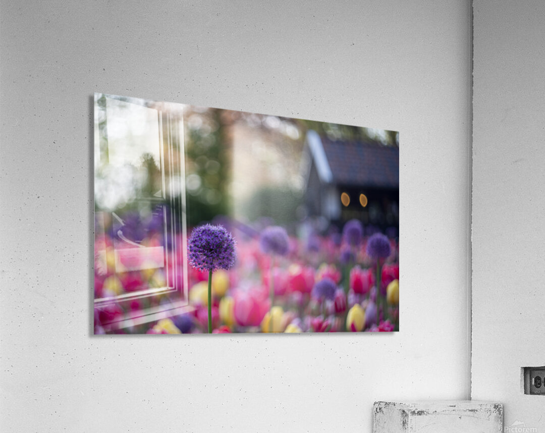 SBP5487 Acrylic Print