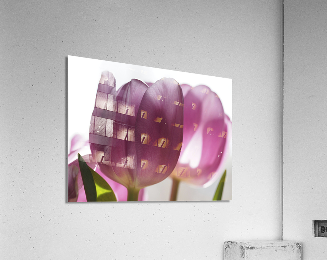 Pink Tulips Acrylic Print