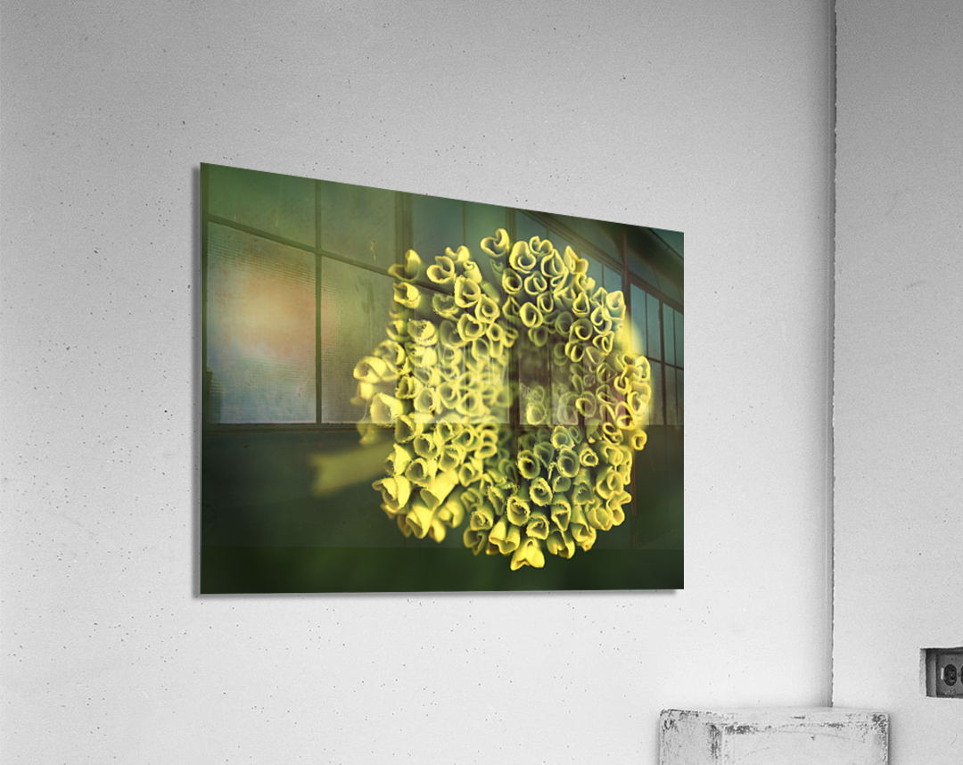 Ringlets Acrylic Print