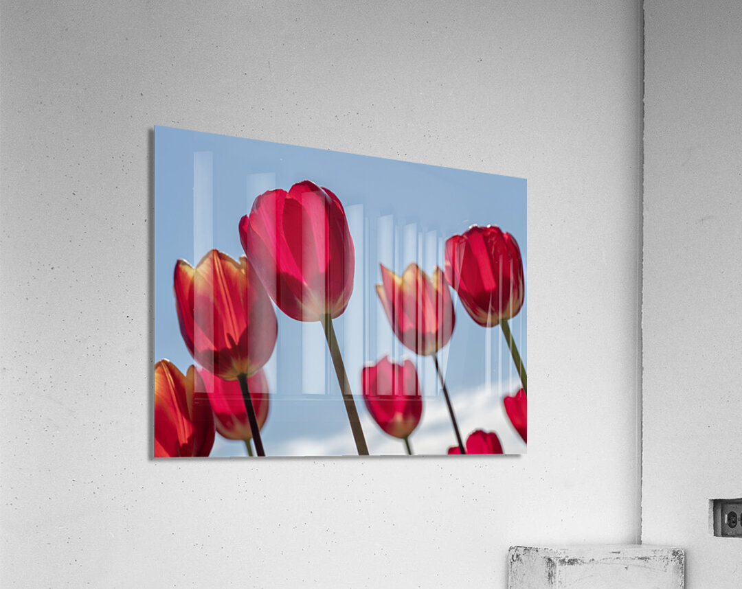 Red Tulips Acrylic Print