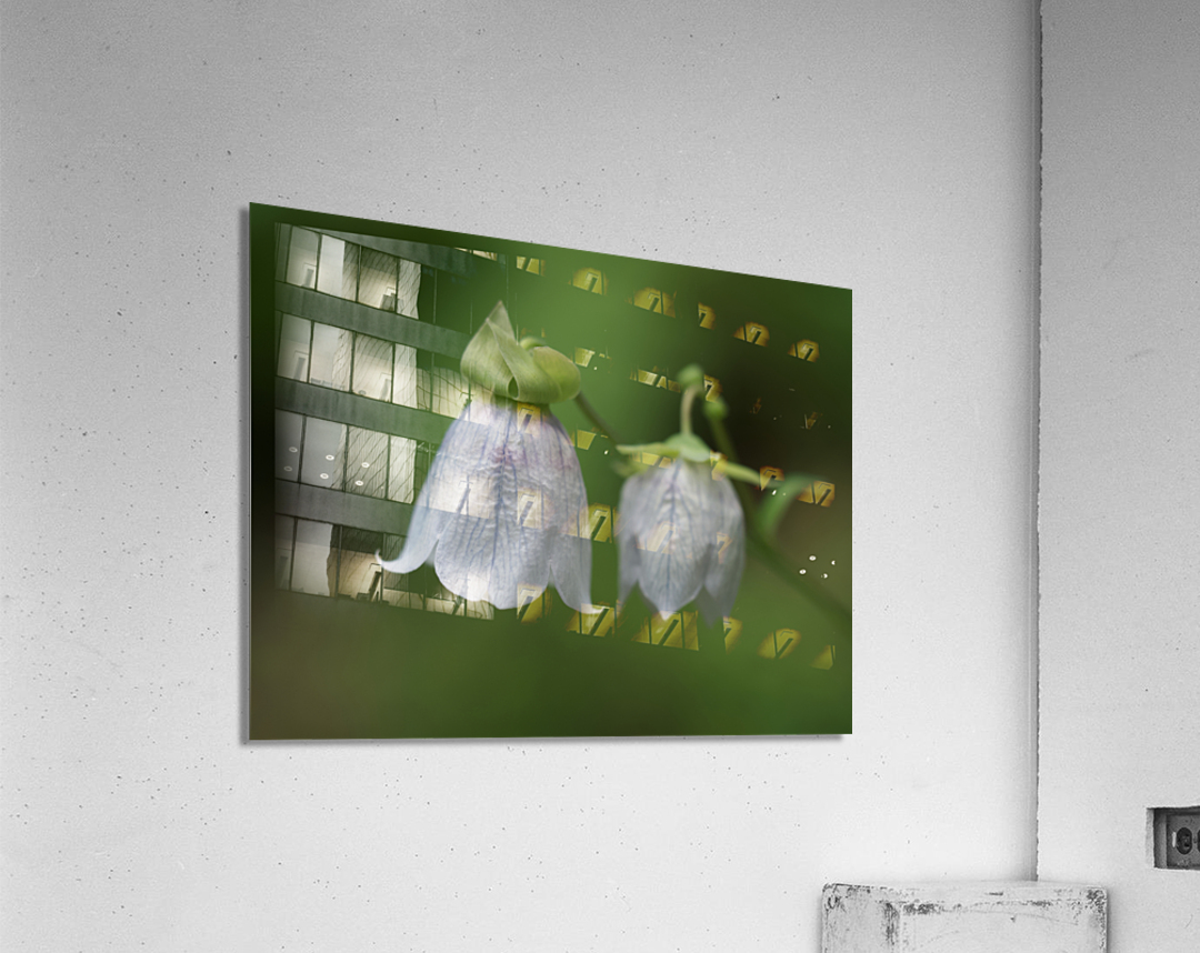 Bellflower Acrylic Print