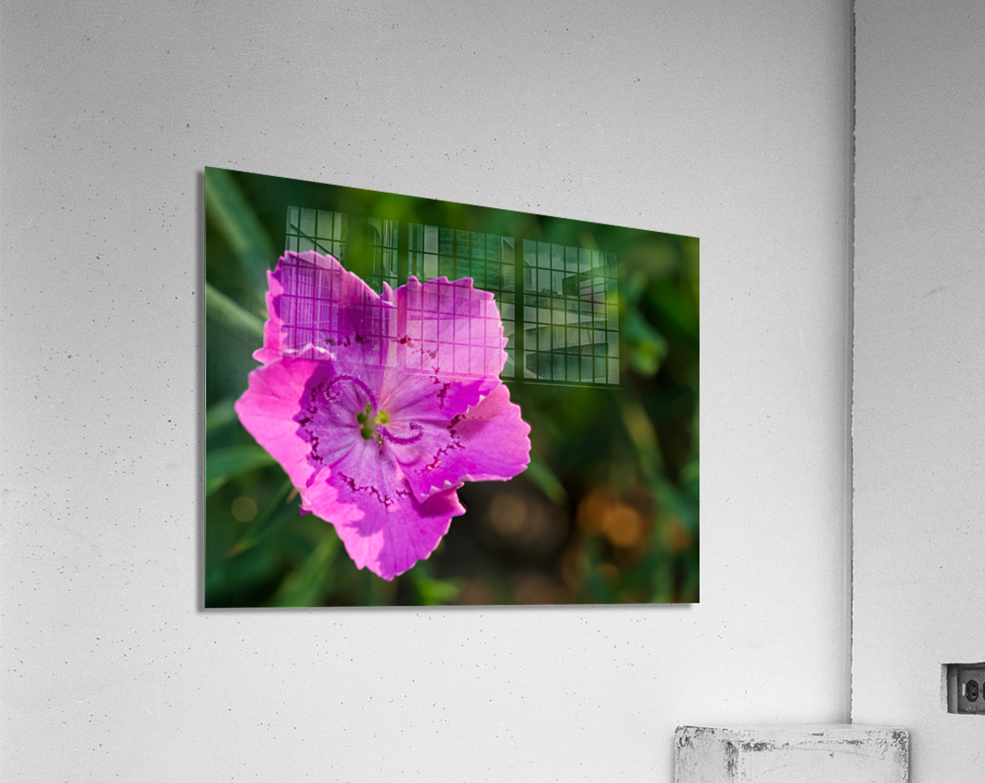 Maiden Pink Acrylic Print