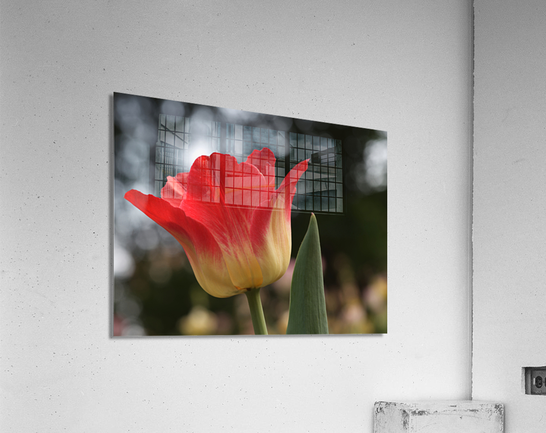 Happy One Acrylic Print