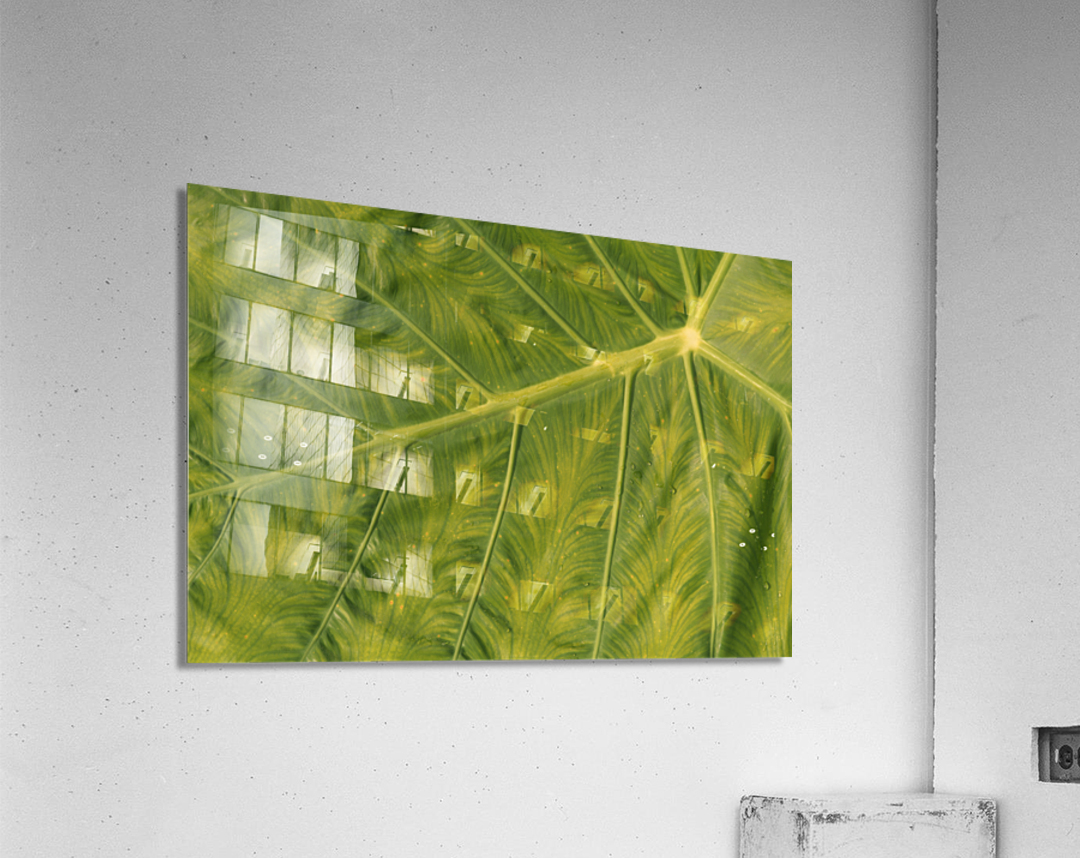 Giant  Leaf Acrylic Print