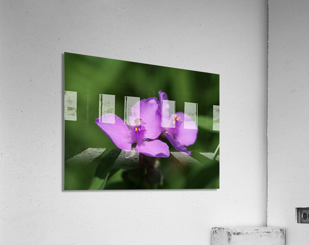 Visitor Acrylic Print