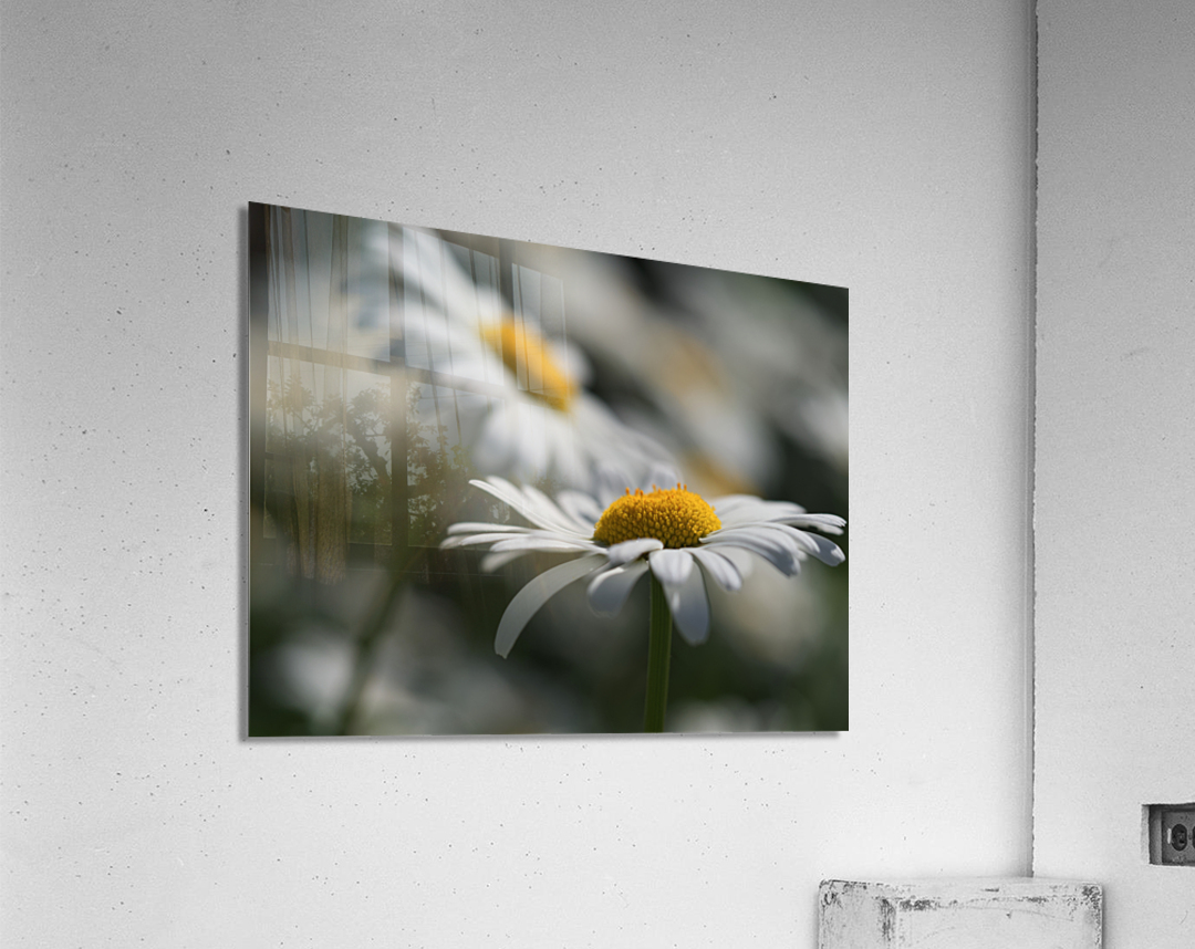 Marguerites Acrylic Print